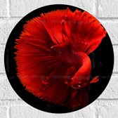 WallClassics - Muursticker Cirkel - Fel Rode Maanvis - 30x30 cm Foto op Muursticker