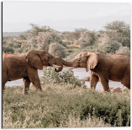 WallClassics - Dibond - Salutation des éléphants d'Afrique - 50x50 cm Photo sur Aluminium (Décoration murale en métal)