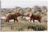 WallClassics - Dibond - Begroeting van Afrikaanse Olifanten - 60x40 cm Foto op Aluminium (Wanddecoratie van metaal)