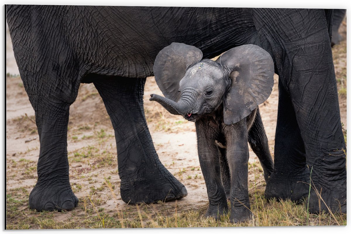 Dibond - Baby Olifantje met Flaporen - 60x40 cm Foto op Aluminium (Wanddecoratie van metaal)