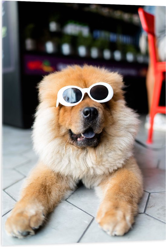 WallClassics - Acrylglas - Coole Hond met Zonnebril - 70x105 cm Foto op Acrylglas (Met Ophangsysteem)