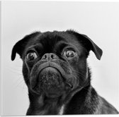 WallClassics - Acrylglas - Dog in Black - 50x50 cm Foto op Acrylglas (Met Ophangsysteem)