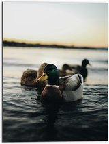 WallClassics - Dibond - Eendjes in het Water - 60x80 cm Foto op Aluminium (Met Ophangsysteem)