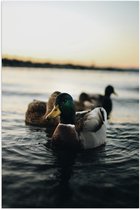 WallClassics - Poster Brillant - Canetons dans l' Water - 50x75 cm Photo sur Papier Poster avec Finition Brillante
