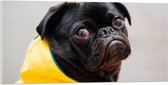 WallClassics - Acrylglas - Zwarte Hond met Gele Jas - 100x50 cm Foto op Acrylglas (Met Ophangsysteem)