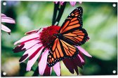 WallClassics - Tuinposter – Oranje met Zwarte Vlinder op Roze Bloem - 75x50 cm Foto op Tuinposter  (wanddecoratie voor buiten en binnen)