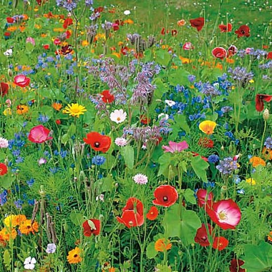 Bloemen mix zaden - Zomerbloemenmix
