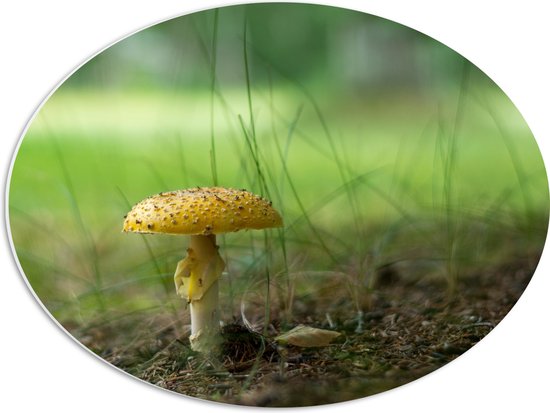 WallClassics - Panneau de mousse PVC ovale - Champignon jaune avec brins d'herbe - 56x42 cm Photo sur ovale (avec système de suspension)