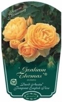 Rosa 'Graham Thomas' - Roos in pot