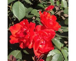 Rosa 'Diablotin' - Roos in pot