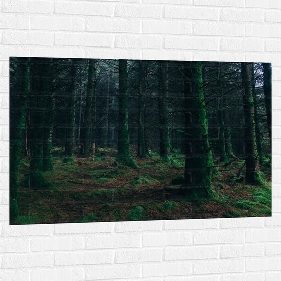 WallClassics - Muursticker - Donker Bos vol Groen Mos - 120x80 cm Foto op Muursticker