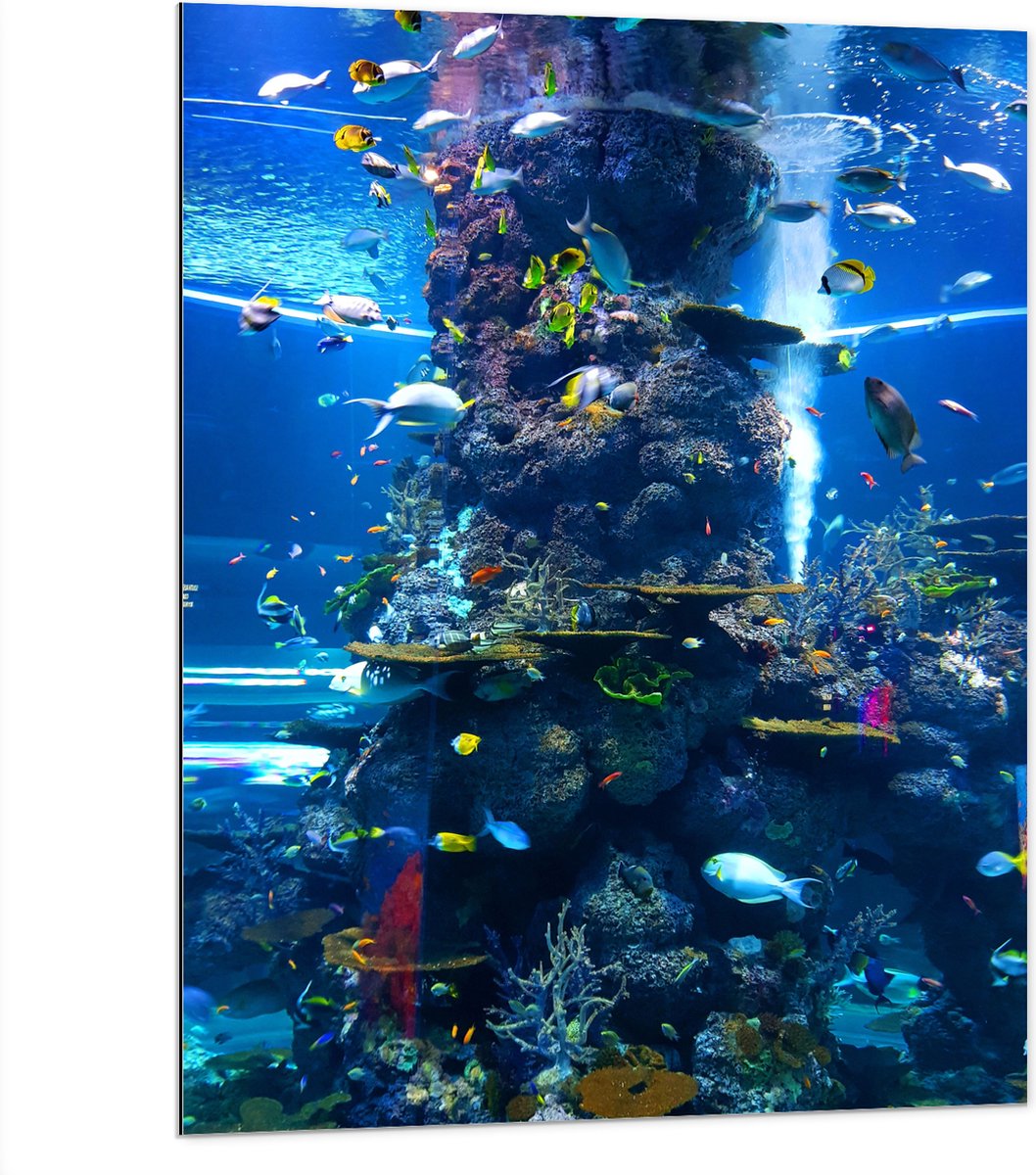 Dibond - Prachtig Aquarium met mooie Vissen - 75x100 cm Foto op Aluminium (Met Ophangsysteem)