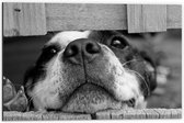 WallClassics - Dibond - Nieuwsgierige Hond Zwart / Wit - 60x40 cm Foto op Aluminium (Wanddecoratie van metaal)