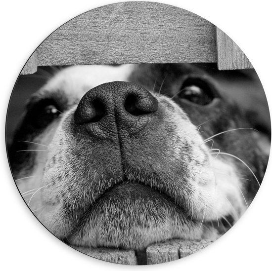 WallClassics - Dibond Muurcirkel - Nieuwsgierige Hond Zwart / Wit - 60x60 cm Foto op Aluminium Muurcirkel (met ophangsysteem)