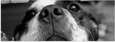 WallClassics - Poster Glanzend – Nieuwsgierige Hond Zwart / Wit - 90x30 cm Foto op Posterpapier met Glanzende Afwerking