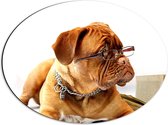WallClassics - Dibond Ovaal - Bruine Hond met een Leesbril - 56x42 cm Foto op Ovaal (Met Ophangsysteem)