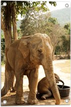 WallClassics - Poster de jardin - Éléphants au bol d'eau - 40x60 cm Photo sur Poster de jardin (décoration murale pour l'extérieur et l'intérieur)