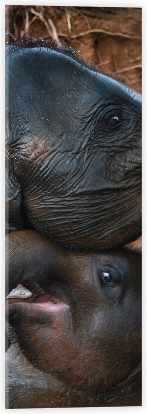 WallClassics - Verre acrylique - Éléphants joyeux - 20x60 cm Photo sur verre acrylique (Décoration murale sur acrylique)