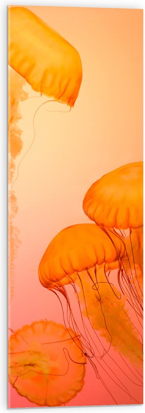 WallClassics - Acrylglas - Oranje Kwallen - 30x90 cm Foto op Acrylglas (Met Ophangsysteem)
