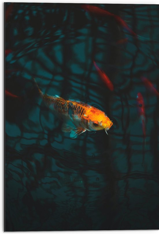 WallClassics - Dibond - Oranje Koi in het Water - 50x75 cm Foto op Aluminium (Met Ophangsysteem)