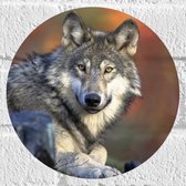 WallClassics - Muursticker Cirkel - Wolf in het Bos - 20x20 cm Foto op Muursticker