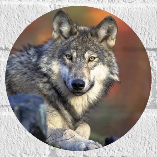 WallClassics - Muursticker Cirkel - Wolf in het Bos - 20x20 cm Foto op Muursticker