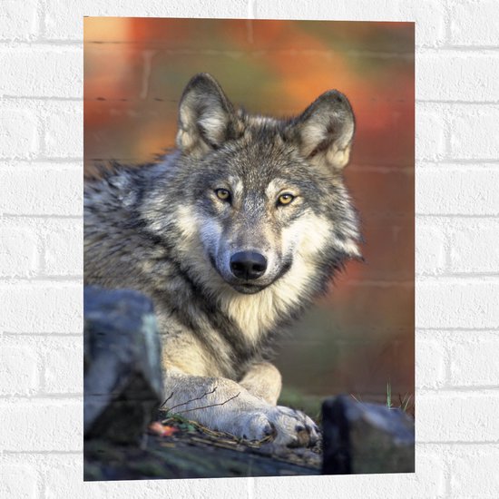 WallClassics - Muursticker - Wolf in het Bos - 40x60 cm Foto op Muursticker