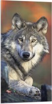 WallClassics - Vlag - Wolf in het Bos - 50x100 cm Foto op Polyester Vlag