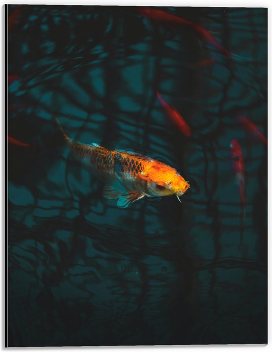 WallClassics - Dibond - Oranje Koi in het Water - 30x40 cm Foto op Aluminium (Wanddecoratie van metaal)