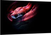 WallClassics - Dibond - Rode Slang met Zwarte Achtergrond - 150x100 cm Foto op Aluminium (Wanddecoratie van metaal)