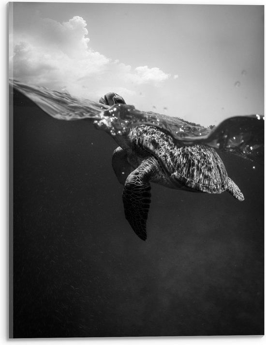 WallClassics - Acrylglas - Schildpad Zwemmend in het Water Zwart / Wit - 30x40 cm Foto op Acrylglas (Wanddecoratie op Acrylaat)