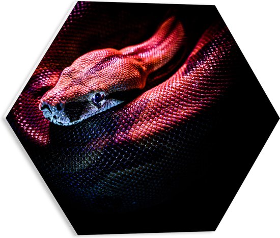 WallClassics - PVC Schuimplaat Hexagon  - Rode Slang met Zwarte Achtergrond - 40x34.8 cm Foto op Hexagon (Met Ophangsysteem)