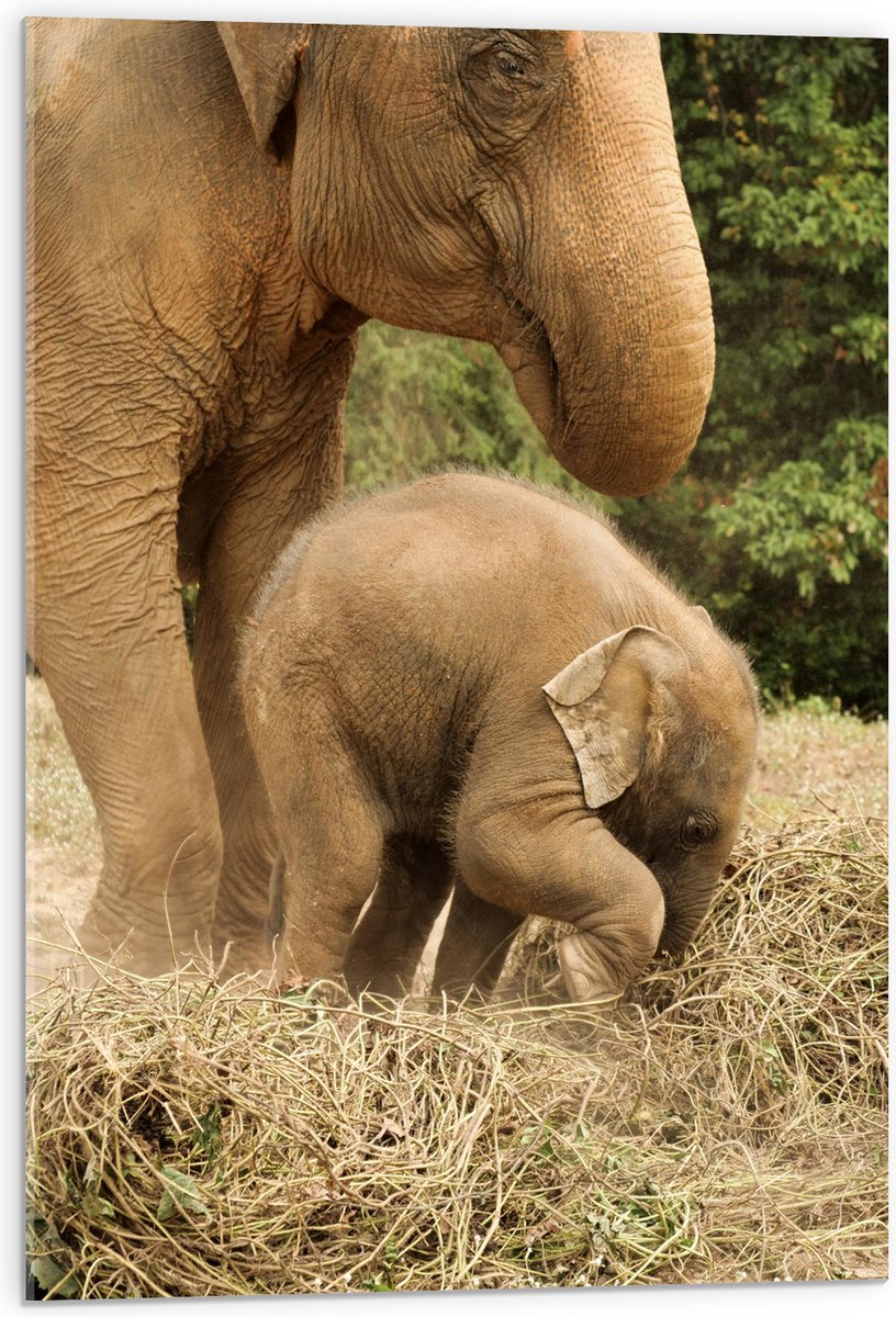 Acrylglas - Mama Olifant met Baby Olifantje - 50x75 cm Foto op Acrylglas (Wanddecoratie op Acrylaat)