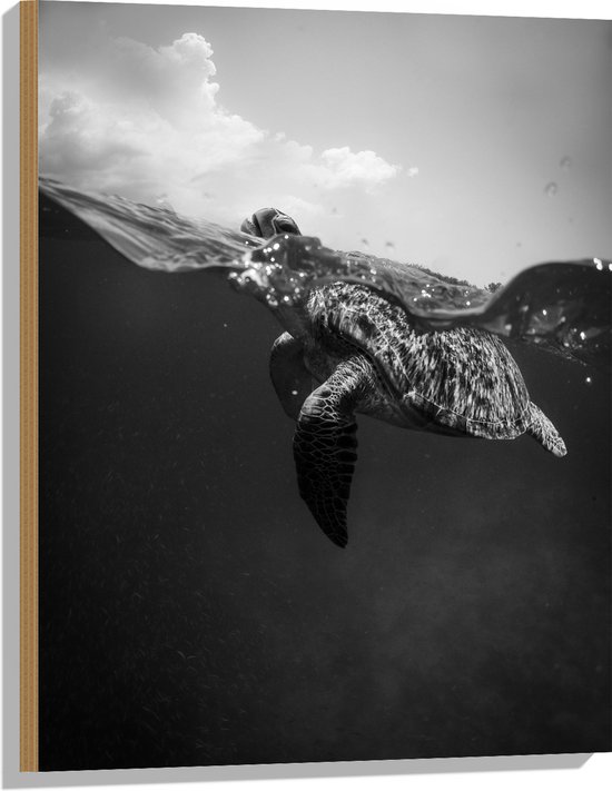 WallClassics - Hout - Schildpad Zwemmend in het Water Zwart / Wit - 60x80 cm - 12 mm dik - Foto op Hout (Met Ophangsysteem)