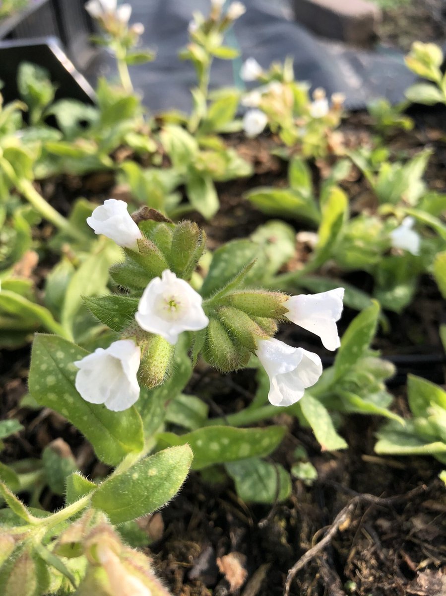 6 x Pulmonaria 'Ice Ballet' - Longkruid - P9 Pot (9 x 9cm) - Dima Vaste Planten