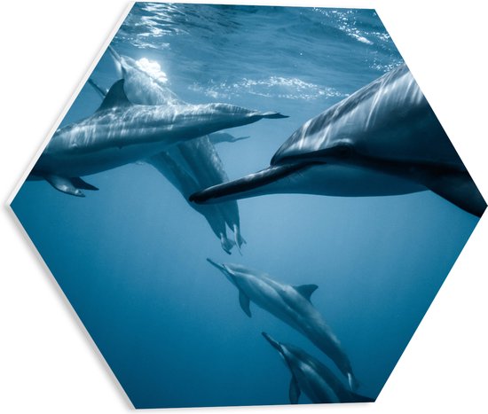 WallClassics - PVC Schuimplaat Hexagon  - Groep Dolfijnen in de Zee - 40x34.8 cm Foto op Hexagon (Met Ophangsysteem)