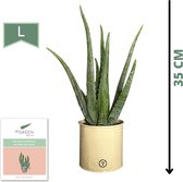 Dr. Green® Zusje Green in Zinc Creme - met kweekhandleiding - Aloë vera plant 35 cm - Ã¸ 14 cm - Kamerplanten - Vetplant - Kamerplant luchtzuiverend