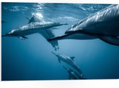 WallClassics - PVC Schuimplaat- Groep Dolfijnen in de Zee - 75x50 cm Foto op PVC Schuimplaat