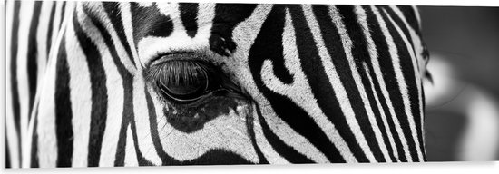 WallClassics - Dibond - Voorhoofd van een Zebra - 120x40 cm Foto op Aluminium (Wanddecoratie van metaal)