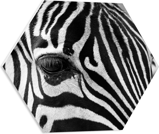 WallClassics - PVC Schuimplaat Hexagon  - Voorhoofd van een Zebra - 50x43.5 cm Foto op Hexagon (Met Ophangsysteem)