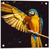 WallClassics - Tuinposter – Ara Papegaai met Geel Gouden Vleugels - 50x50 cm Foto op Tuinposter  (wanddecoratie voor buiten en binnen)