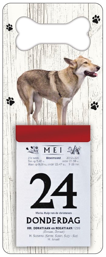 Scheurkalender 2024 Hond: Saarloos Wolfhond