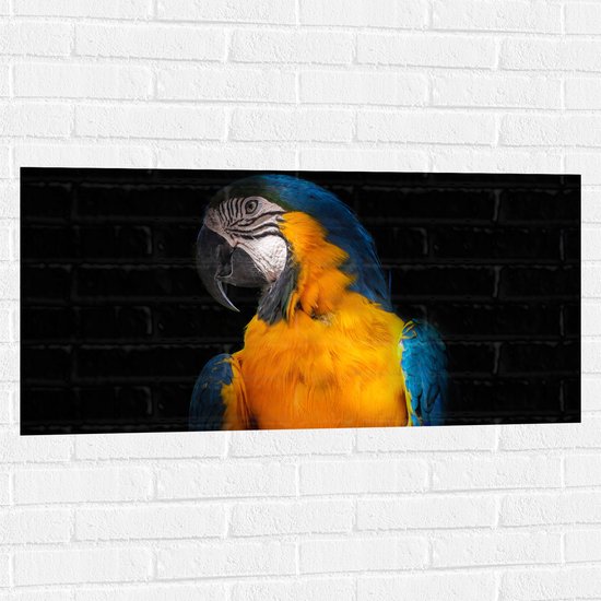 WallClassics - Muursticker - Blauw Gele Ara Papegaai - 100x50 cm Foto op Muursticker