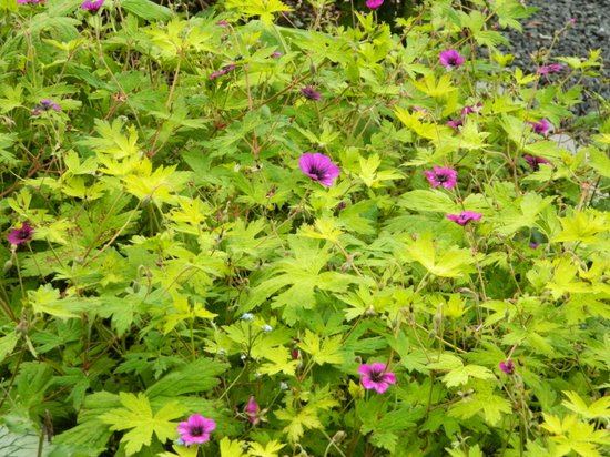 Foto: 6 x geranium ann folkard ooievaarsbek pot 9 x 9 cm