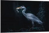 WallClassics - Acrylglas - Blauwe Reiger heeft een Vis Gevangen - 105x70 cm Foto op Acrylglas (Met Ophangsysteem)