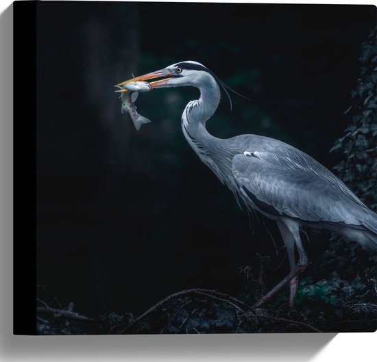 WallClassics - Canvas  - Blauwe Reiger heeft een Vis Gevangen - 30x30 cm Foto op Canvas Schilderij (Wanddecoratie op Canvas)