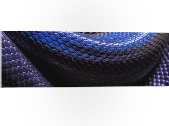 WallClassics - PVC Schuimplaat- Blauw Paarse Slangenhuid - 90x30 cm Foto op PVC Schuimplaat