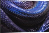 WallClassics - Dibond - Blauw Paarse Slangenhuid - 90x60 cm Foto op Aluminium (Met Ophangsysteem)