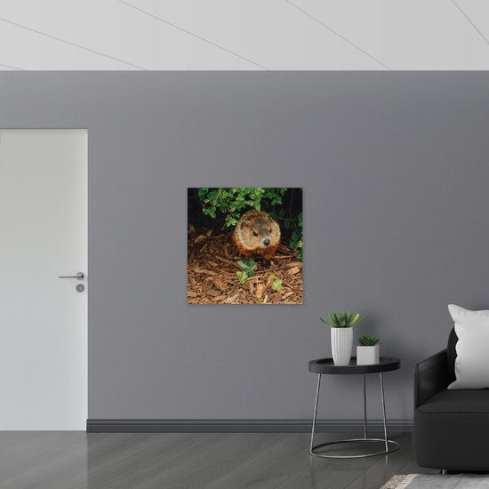 WallClassics - Dibond - Bosmarmot aan de Bosrand - 80x80 cm Foto op Aluminium (Wanddecoratie van metaal)