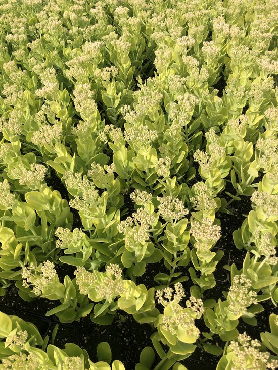 Groene, vlezige bladeren met witte bloemknoppen, veel planten dicht op elkaar.